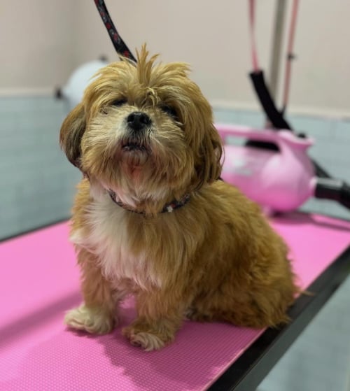 Pifa before grooming